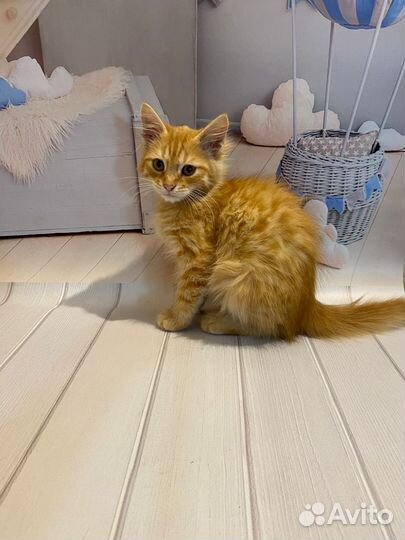 Мальчик 3.5 месяца привит