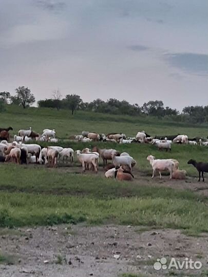 Овцематки