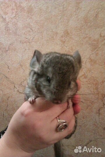 Шиншилла
