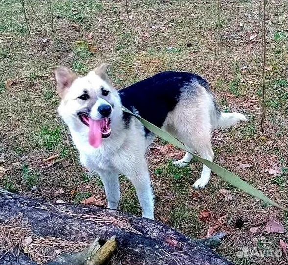 Собаке очень нужен дом