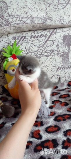 Отдам в добрые руки