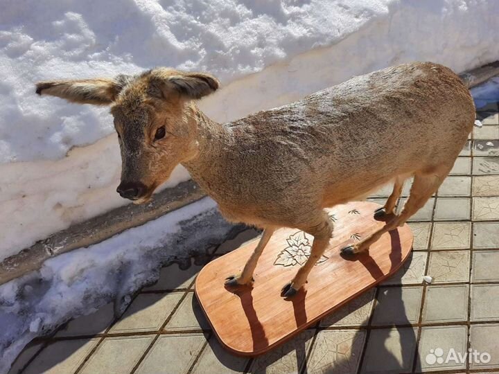 Косуля чучело