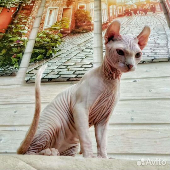 Эльф. Вязка