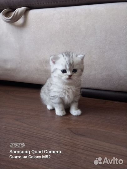 Шотландская шиншилла кошечка