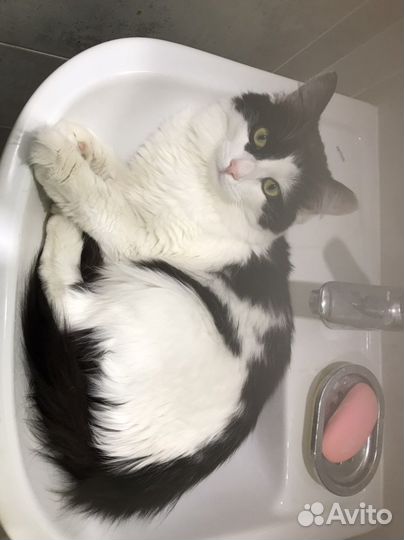 Отдам кота в добрые руки