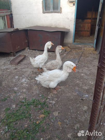 Холмогорские гуси