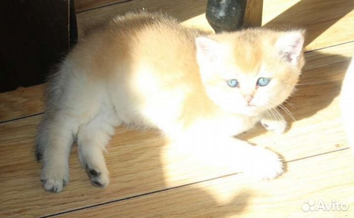 Котята золотая шиншилла