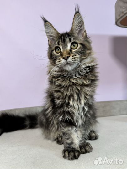 Мейн-кун девочка