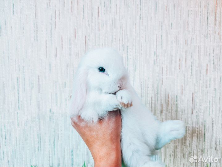 Мини карликовый кролик