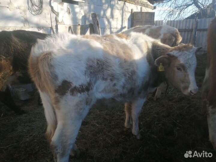 Корова высокоудойная