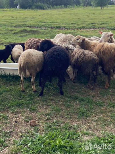 Овцы бараны ягнята
