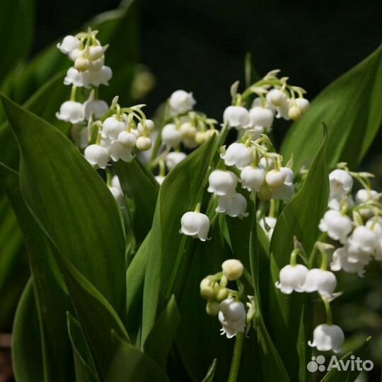 Ландыш. Бел.шиповник