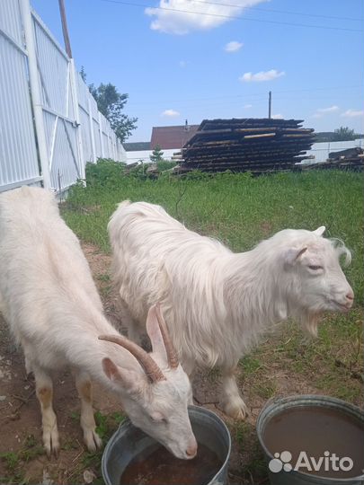 Козлик и козочки