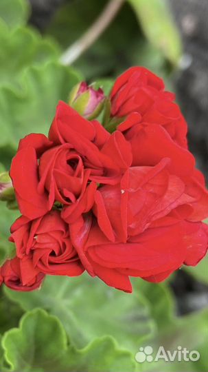 Герань пеларгония