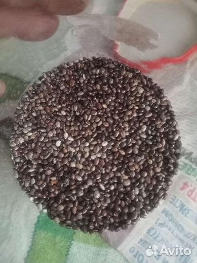 Семена люпина