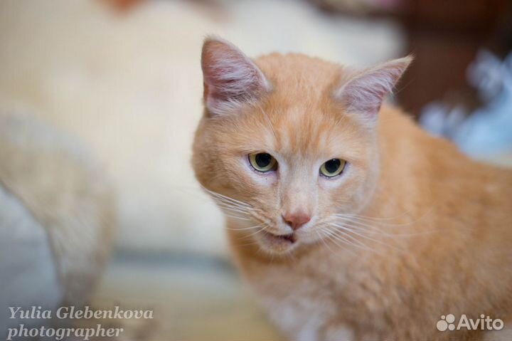 Котик Пирожок - ищет дом