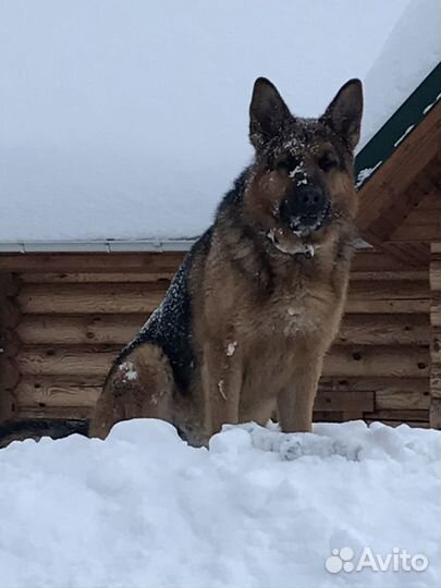 Вязка собак