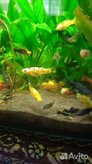 Украшение для аквариума