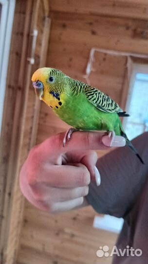 Волнистый попугай с клеткой