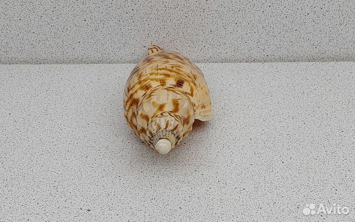 Фулгорария 11,7 морская ракушка раковина