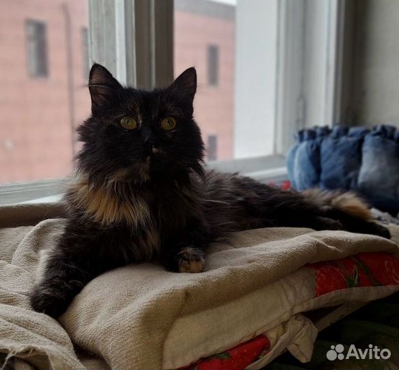 Кошечка Софи