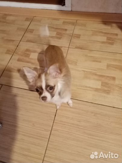 Щенок чихуахуа мини девочка