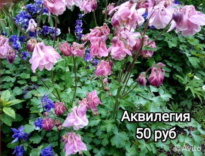 Многолетние цветы и кустарники