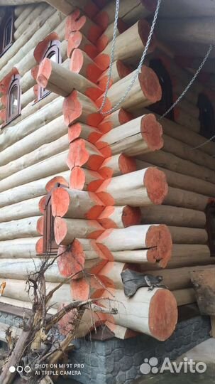 Срубы из Сибирского кедра