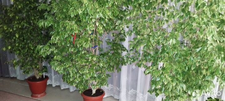 Комнатные цветы шефлера