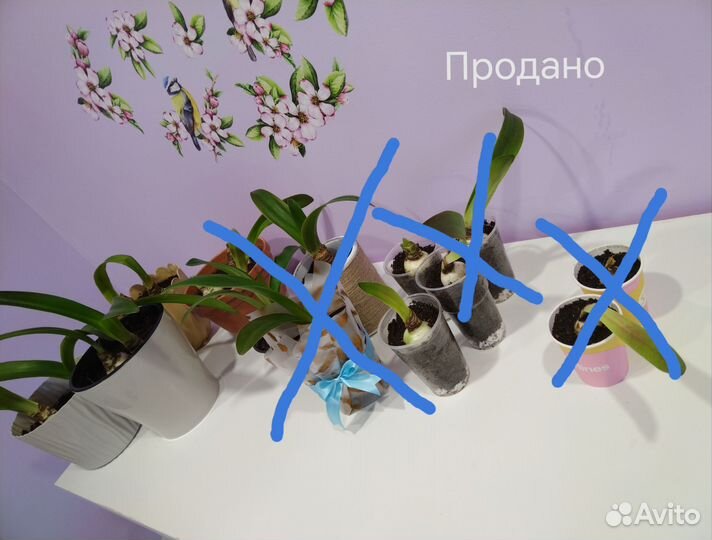 Гиппеаструм амариллис