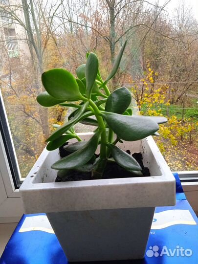 Толстянка, дерево счастья в горшке