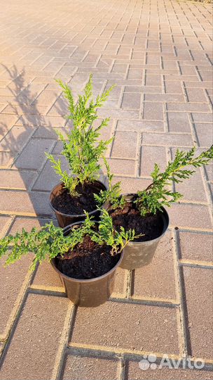 Можжевельники Блю Чип, принц Уэльский