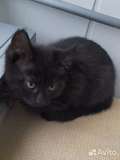 Котёнок