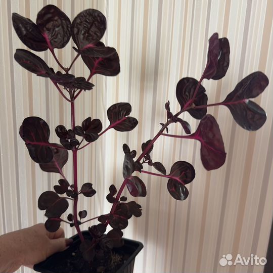 Комнатные цветы