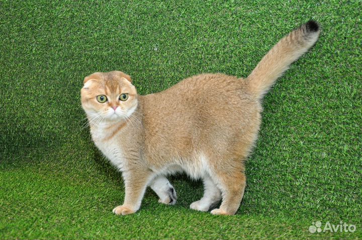 Шотландская золотая вислоухая кошечка ny25
