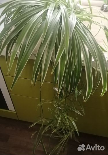 Хлорофитум большой