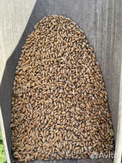 Пшеница овес