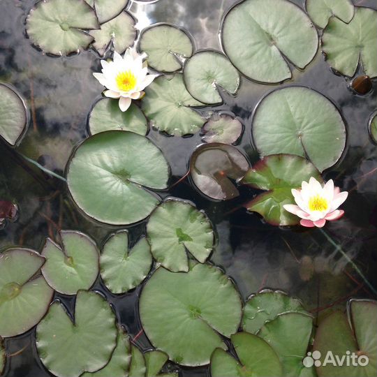 Водяные лилии для пруда