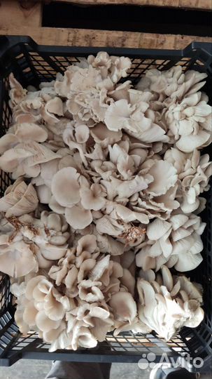 Шампиньоны, вешенки