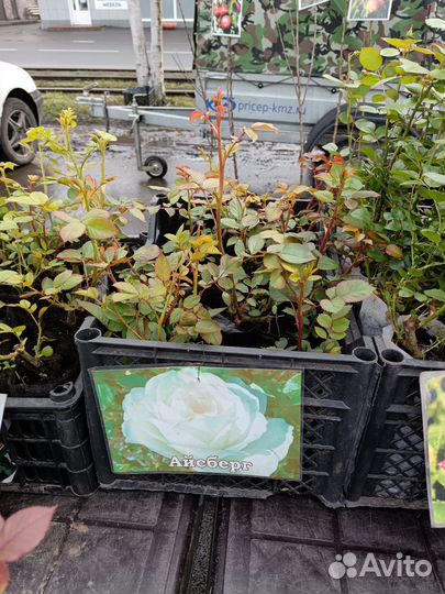 Кустовые розы