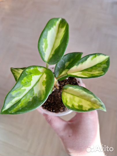 Хойя Карноза Триколор