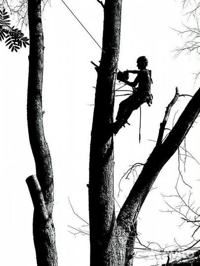 Спил деревьев, валка, рубка