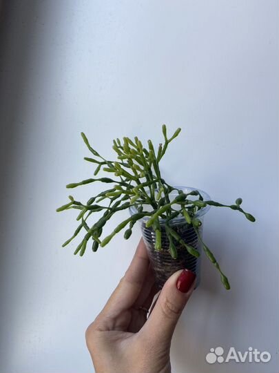 Суккуленты