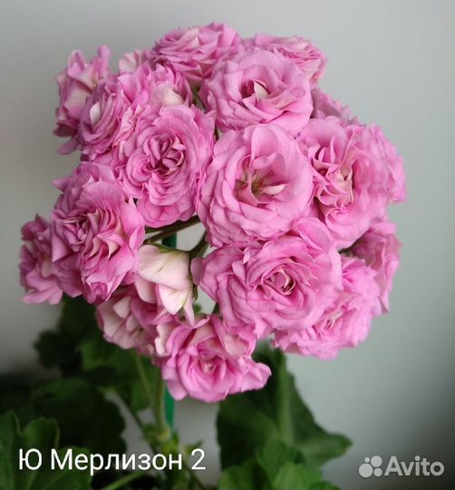 Пеларгонии сортовые