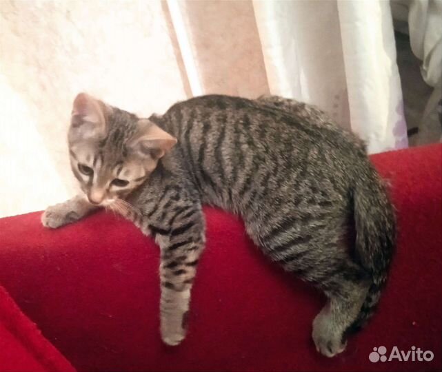 Серый тигрик,полосатик.Котя 4 мес. На счастье