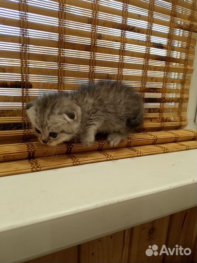 Британский вислоухий котенок