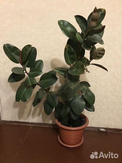 Цветы домашние в горшках