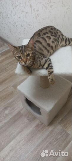 Бенгальская кошка