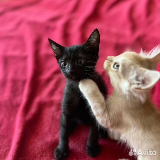 Котята в добрые руки