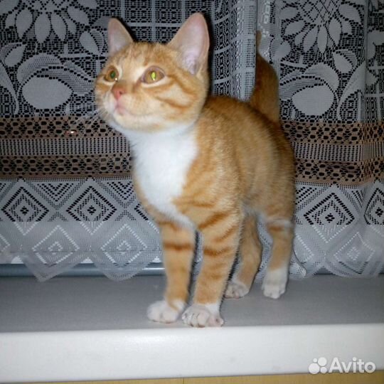 Рыжий котик в добрые руки